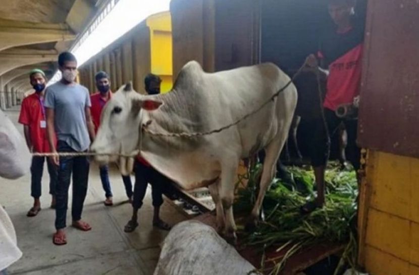 ৫৯২ টাকায় গরু যাবে ঢাকায়