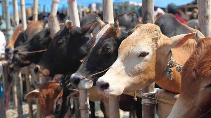 বিশেষ ট্রেনে কোরবানির পশু আসবে রাজধানীতে
