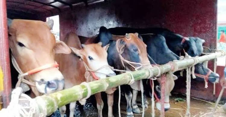 ক্যাটল স্পেশাল ট্রেনে ঢাকায় এলো ৮০০ গরু