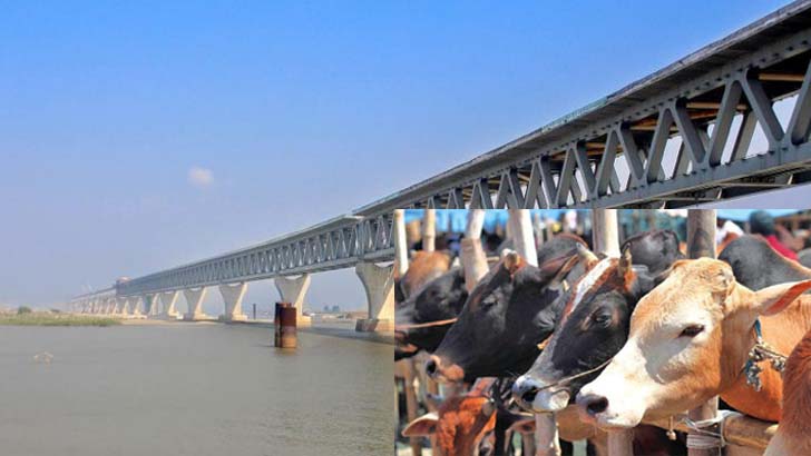 পদ্মা সেতুর কারণে কোরবানির পশুর সরবরাহ বাড়বে