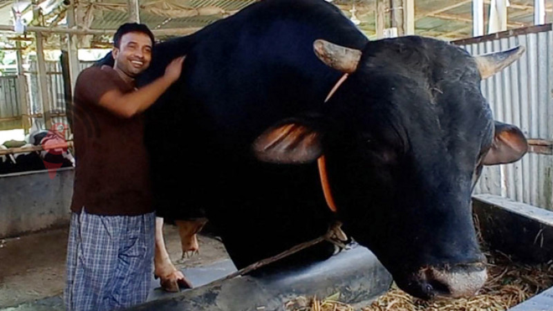 পদ্মা সেতু হয়ে ৩৮ মণের ‘সম্রাট’ আসবে ঢাকায়