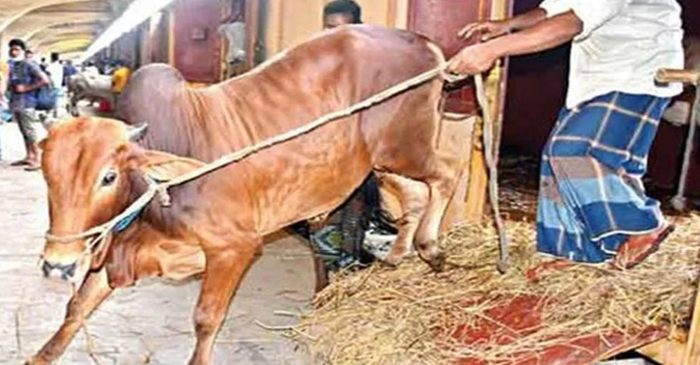 ক্যাটল ট্রেনে এক হাজার পশু এলো ঢাকায়