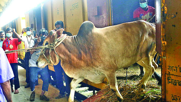 আজ থেকে চলবে ক্যাটল ট্রেন, বন্ধ হবে সাড়া না পেলেই