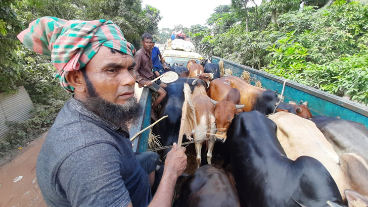 গরু ব্যবসায়ীদের দুর্ভোগের দিন শেষ