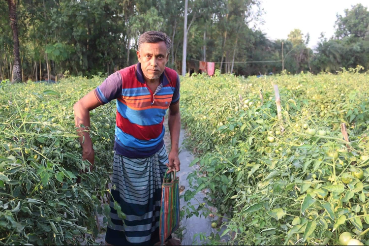 কাঁটা বেগুন গাছে টমেটো চাষ করে লাখ লাখ টাকা আয় জহুরুলের