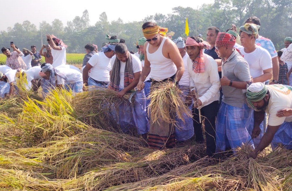 মিরসরাইয়ে নাচে-গানে পিঠা-পুলিতে ধানকাটা উৎসব