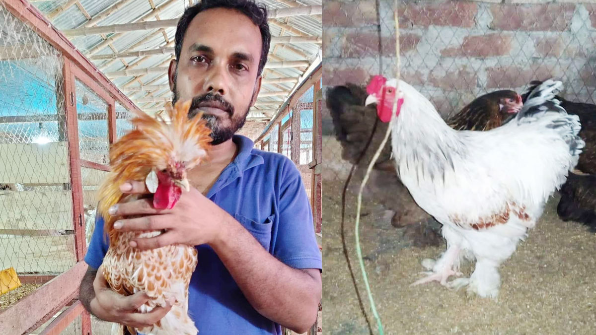 এক জোড়া মুরগির দাম লাখ টাকা