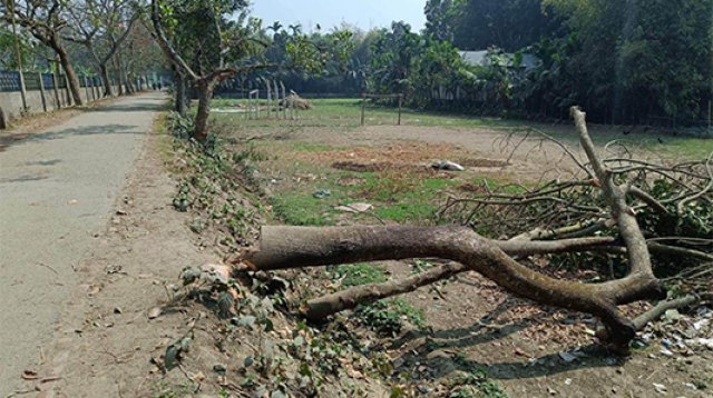 মন্ত্রী আসবেন তাই হেলিপ্যাড বানাতে রাস্তার গাছ কাটার অভিযোগ