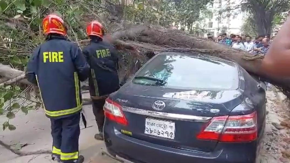 মহাখালীতে প্রাইভেটকারের ওপর ভেঙে পড়ল গাছ,অতঃপর...