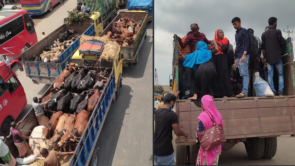 ঢাকায় ট্রাকে করে ঢুকছে গরু, ট্রাকেই বের হচ্ছে মানুষ