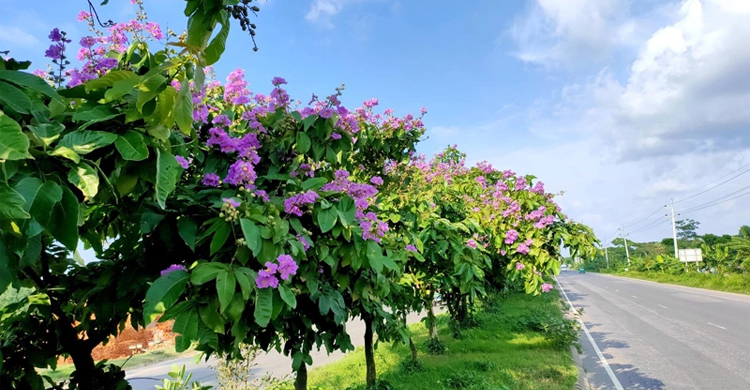 ঢাকা-চট্টগ্রাম মহাসড়কের বুকজুড়ে রঙিন ফুলের শোভা