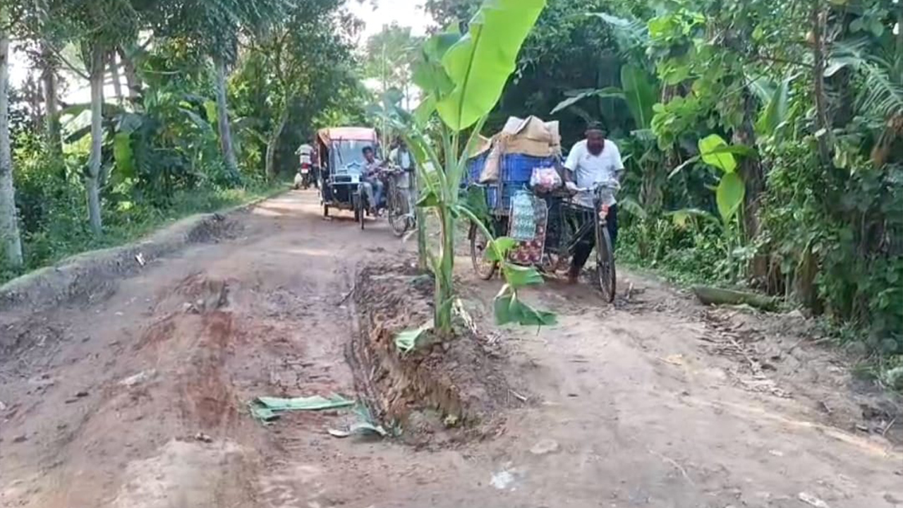 সড়কের মাঝখানে কলাগাছ!