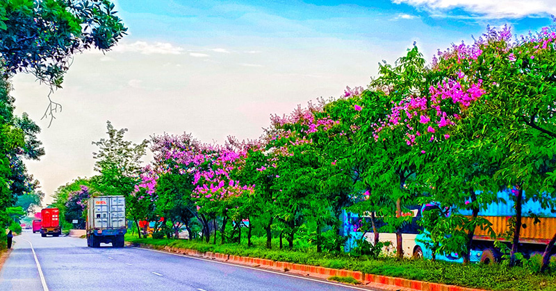 মহাসড়ক যেন ফুলের বাগান
