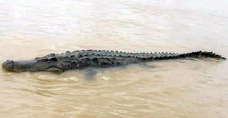 কুমিরের দেখা মিলল মধুমতী নদীতে, সর্তকতায় প্রশাসনের মাইকিং