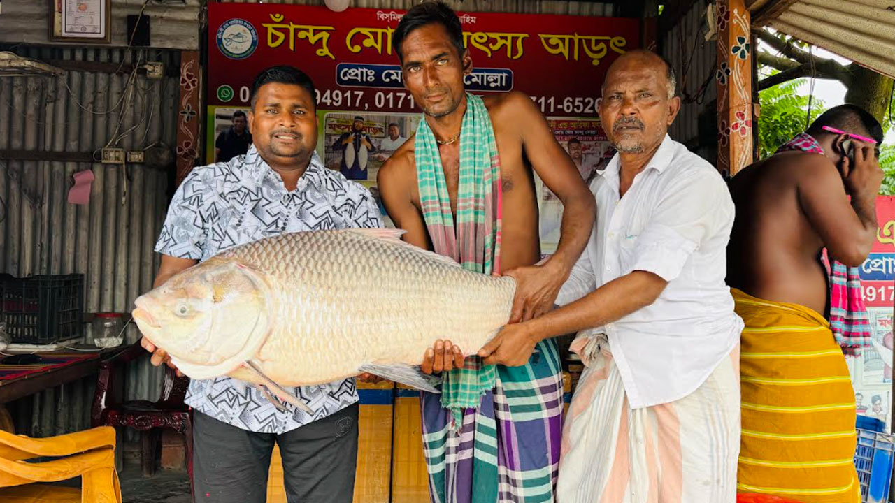 পদ্মার এক কাতল বিক্রি ৪৪ হাজার টাকায়