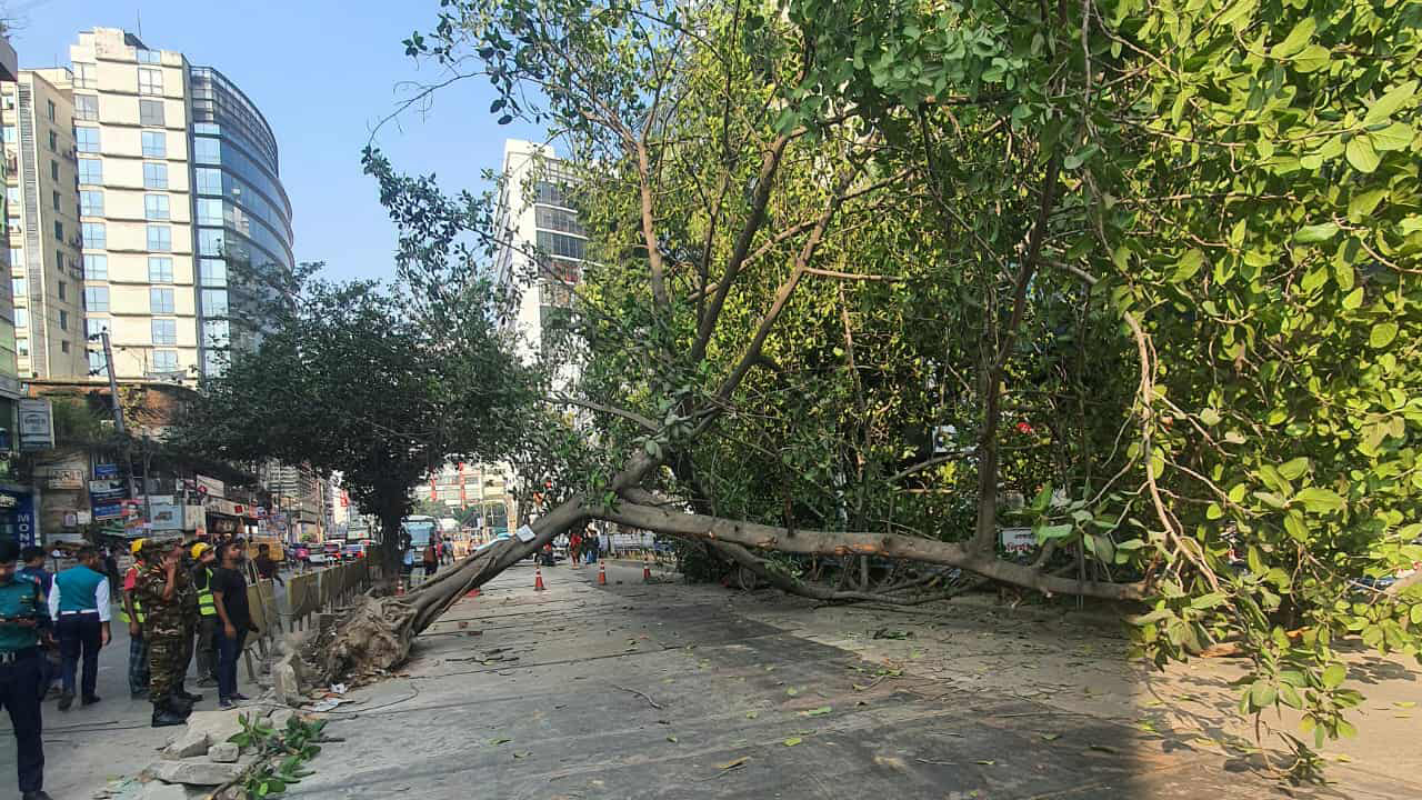 গুলশানে সড়কে গাছ পড়ে যানচলাচল ৪ ঘণ্টা বন্ধ