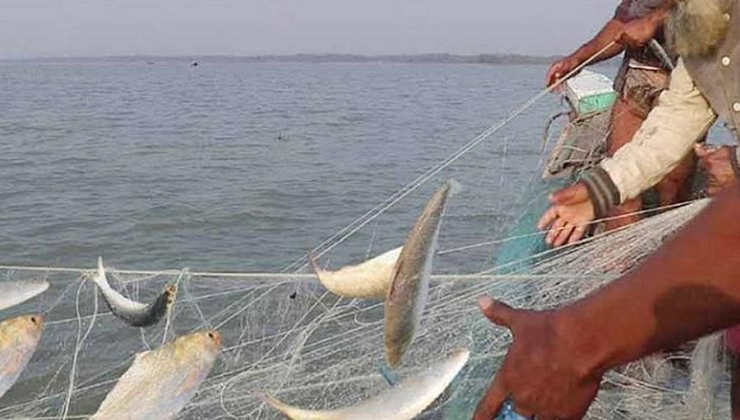 ইলিশ ধরায় ২২ দিনের নিষেধাজ্ঞা শুরু, জেলেশূন্য পদ্মা-মেঘনার অভয়াশ্রম