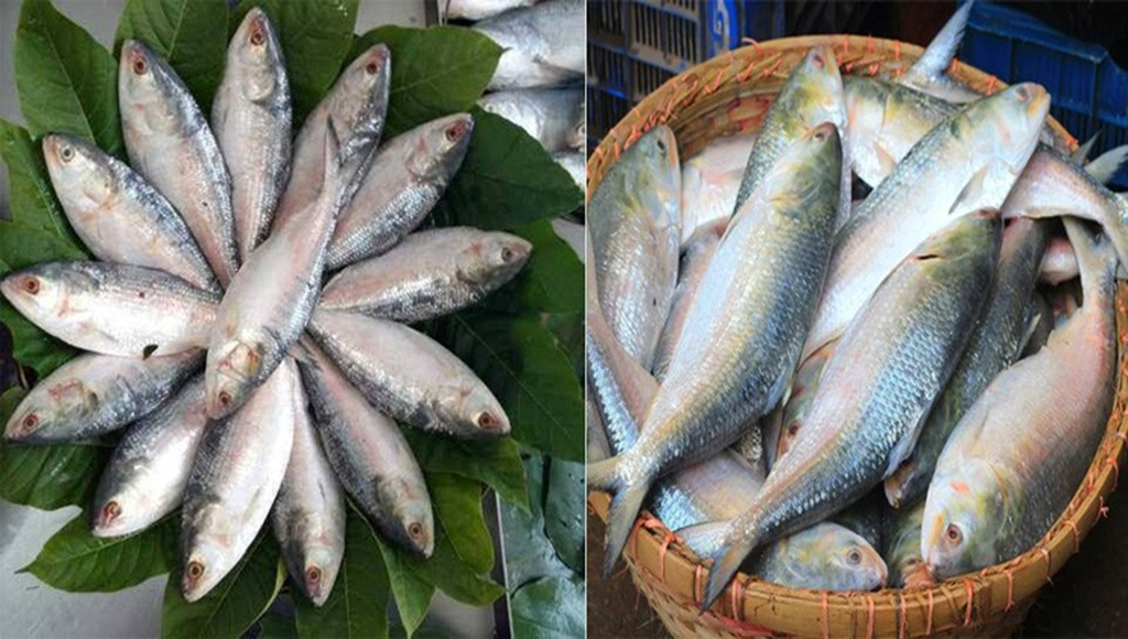 বাজারে ইলিশের দাম এখন আকাশচুম্বি
