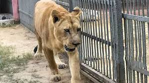 চিড়িয়াখানার খাঁচা থেকে কীভাবে বেরিয়ে এলো সিংহী, তদন্ত কমিটি গটন