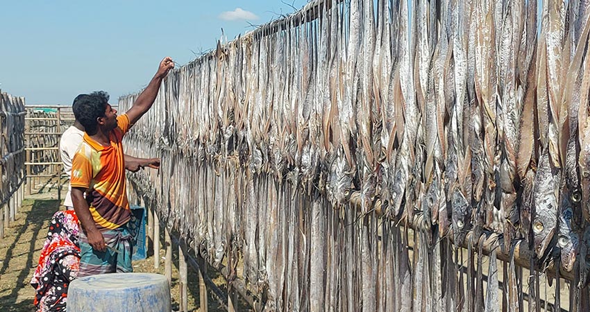 নাজিরারটেকের শুঁটকি রপ্তানির লক্ষ্য ৪০০ কোটি টাকা