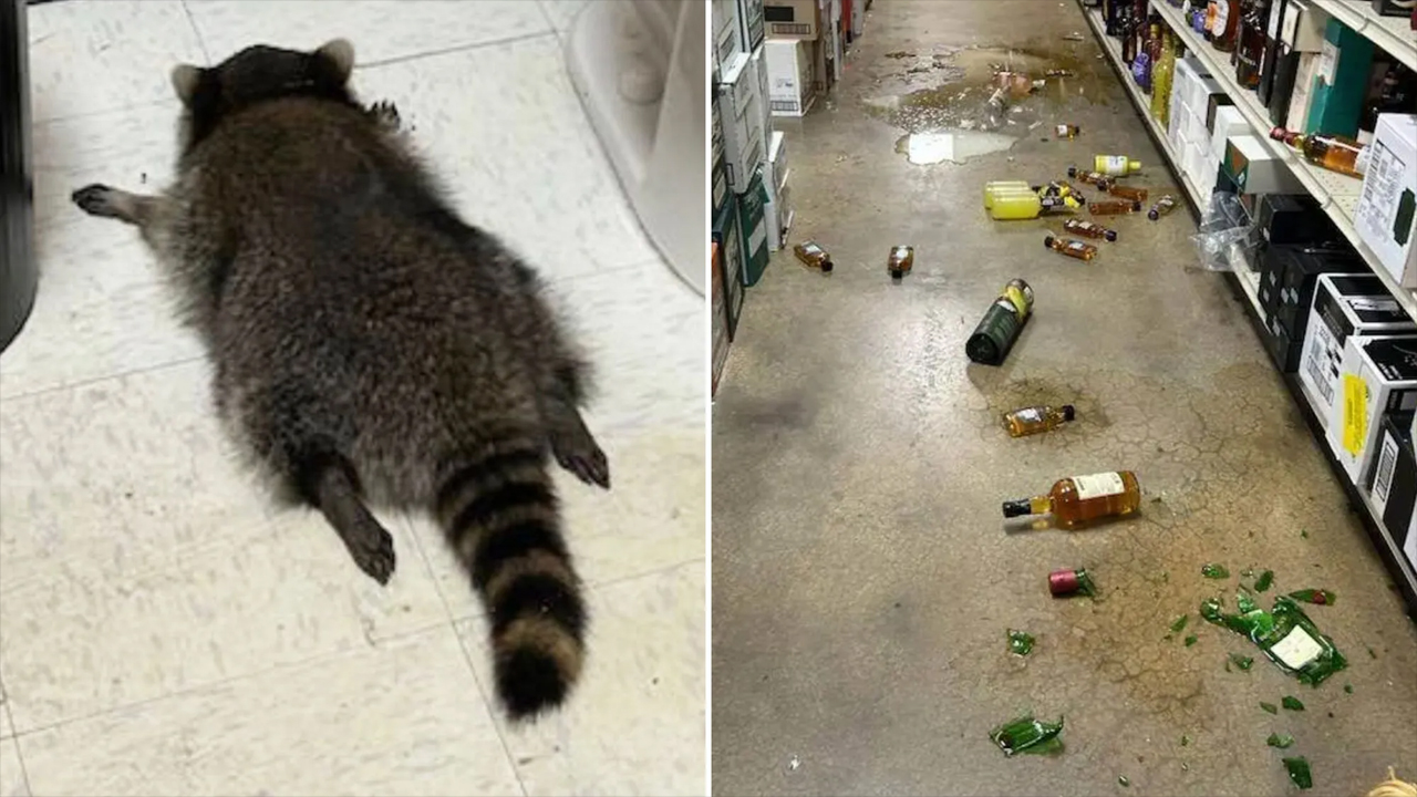 মদের দোকানে ঢুকে মদ খেয়ে মাতাল হয়ে পড়ে রইল র‌্যাকুন