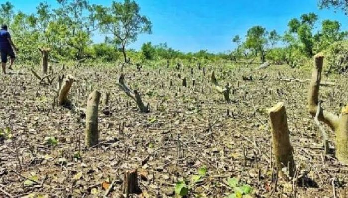 প্যারাবনের ৫ হাজার বাইন ও কেওড়া গাছ কেটে তোলা হচ্ছে চিংড়ি ঘের