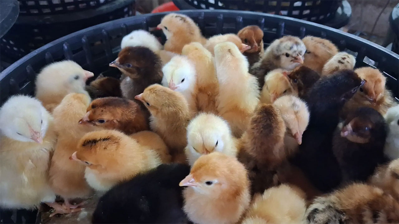এক দিনের মুরগির বাচ্চা আমদানিতে প্রস্তাবিত নিষেধাজ্ঞা নিয়ে উদ্বেগ
