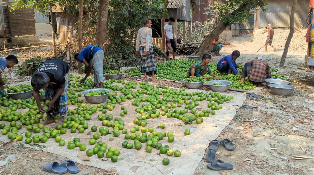 বাগান থেকে বাজার সব জায়গার লেবু দামে আগুন