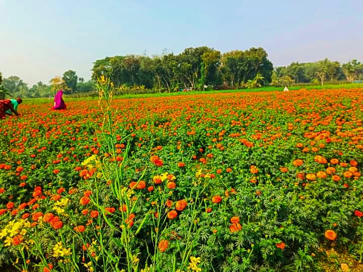 নির্বাচনে বাজার বন্ধ,গদখালির ফুলচাষিদের শত কোটি টাকা ক্ষতি