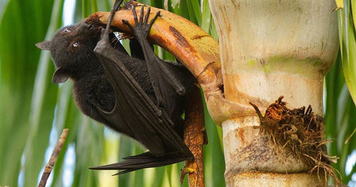 চলতি বছর নিপা ভাইরাসে দেশে প্রথম মৃত্যু