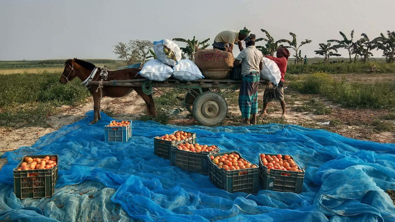 চরাঞ্চলে ফসল পরিবহনে প্রধান বাহন ঘোড়ার গাড়ি