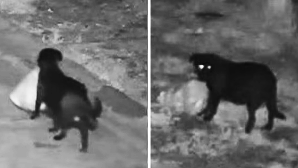 রাস্তার পাশে ময়লা ফেলতে কুকুরকে প্রশিক্ষণ, সিসি ক্যামেরায় ধরা পড়লেন মালিক