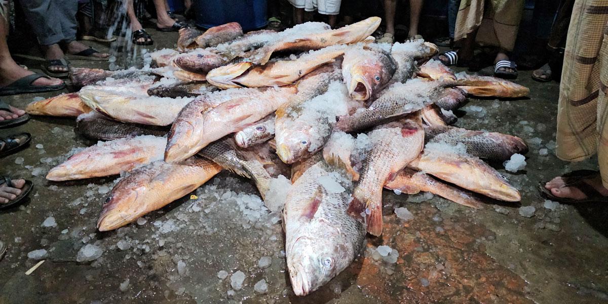 এক জালে ধরা পড়ল ৬ হাজার কেজি লাল কোরাল, ৩৫ লাখে বিক্রি