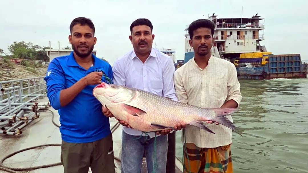 পদ্মার এক কাতল ৪২ হাজার টাকায় বিক্রি