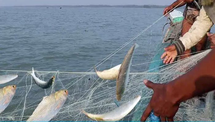 ইলিশের উৎপাদন বৃদ্ধি ও সংরক্ষণে ৭-১৩ এপ্রিল জাটকা সংরক্ষণ সপ্তাহ