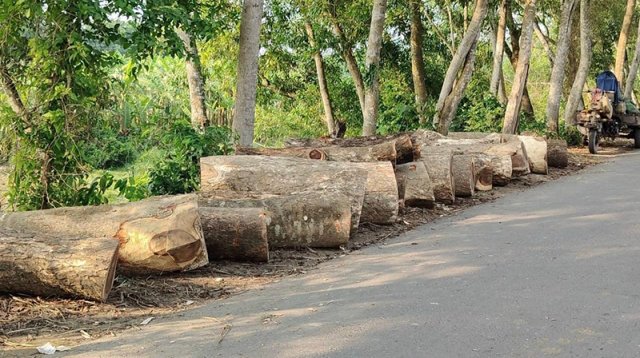খাল খননের অজুহাতে দুই শতাধিক গাছ কাটার অভিযোগ