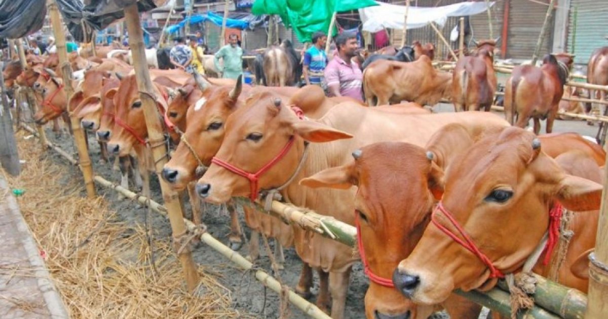খুলনায় ৪ লাখ কোরবানির পশু উদ্বৃত্ত, এবার দাম কমবে?