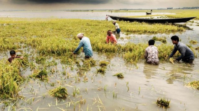 ৫০০ কোটি টাকার ধান পানিতে নষ্ট,পথে বসার শঙ্কায় লাখো কৃষক