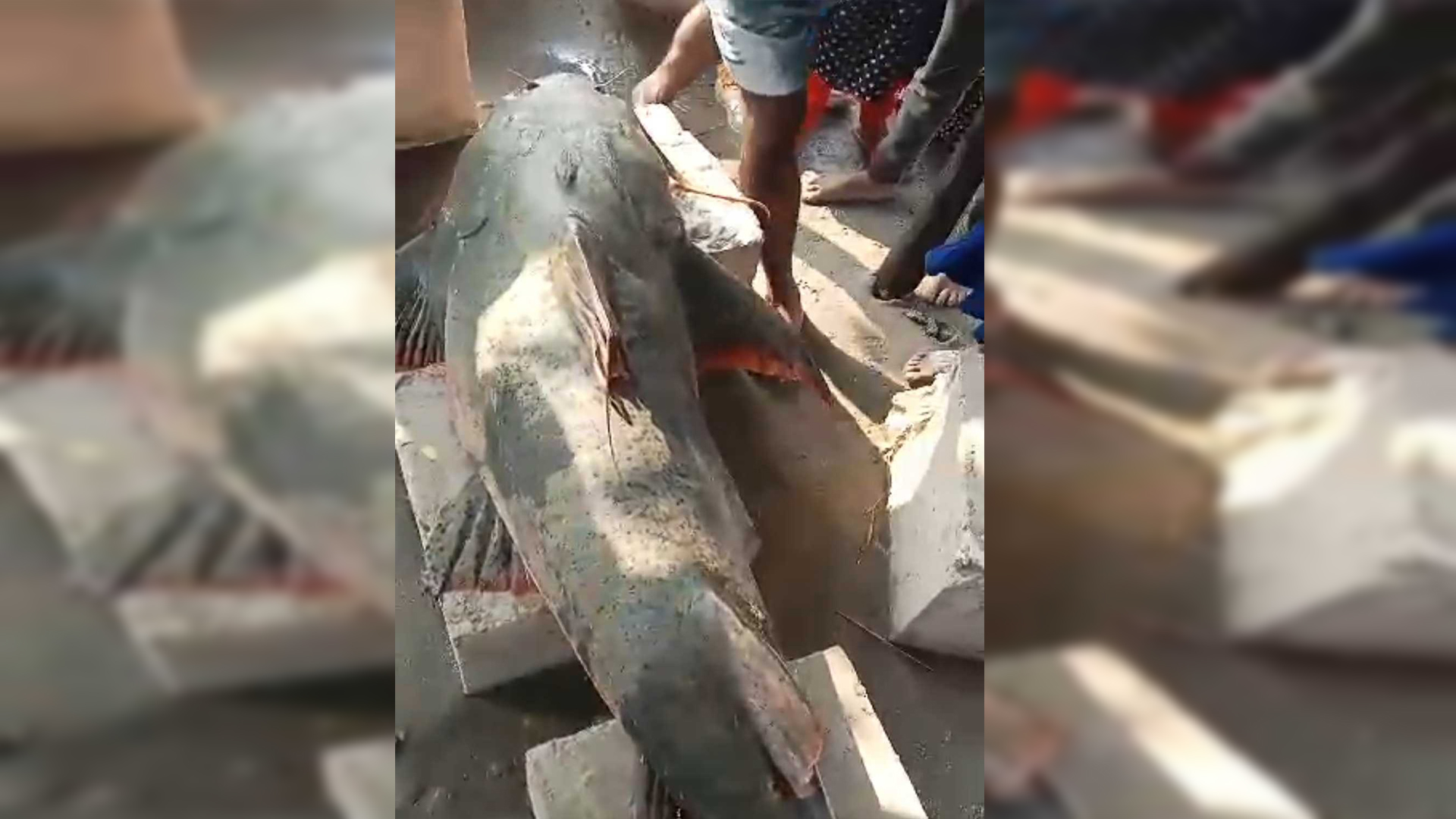 পদ্মায় জেলের জালে ধরা পড়েছে ৩৫ কেজির বাঘাইড়, ৬৬ হাজারে বিক্রি