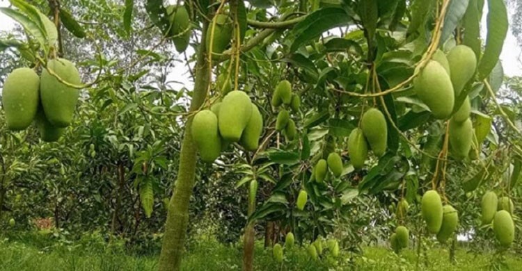 মালয়েশিয়ায় বাংলাদেশি আম রপ্তা‌‌নির দুয়ার খুল‌ছে