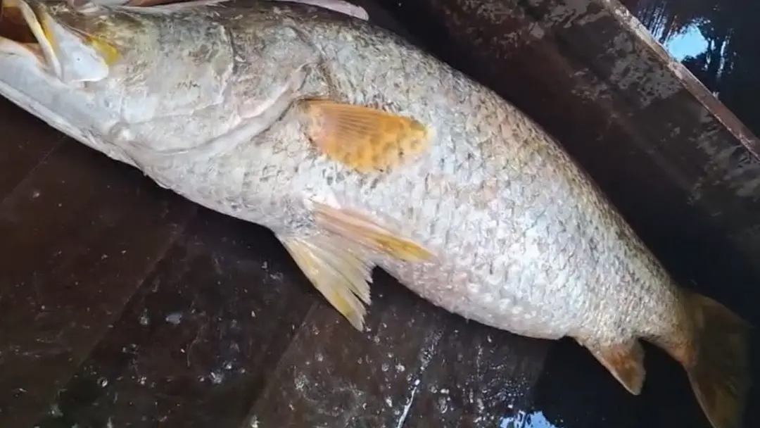 এক কোরাল বিক্রি হলো ২৪ হাজারে
