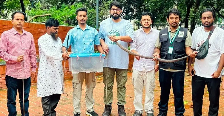 লঞ্চে চাঁদপুর থেকে ঢাকায় ৬ গোখরা, গুলিস্তানে উদ্ধার