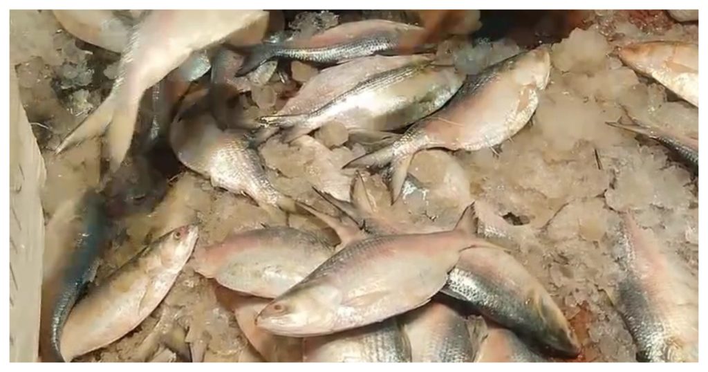 প্রথমবারের মতো ভারত থেকে ইলিশ আমদানি করল বাংলাদেশ