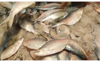 প্রথমবারের মতো ভারত থেকে ইলিশ আমদানি করল বাংলাদেশ