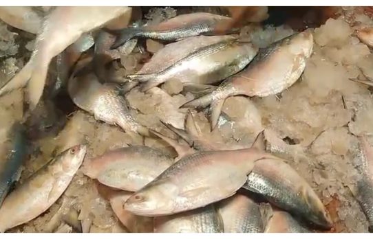 প্রথমবারের মতো ভারত থেকে ইলিশ আমদানি করল বাংলাদেশ