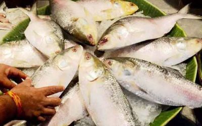 ভারত থেকে দুই মাসে বাংলাদেশে ইলিশ এসেছে ৫০০ টন