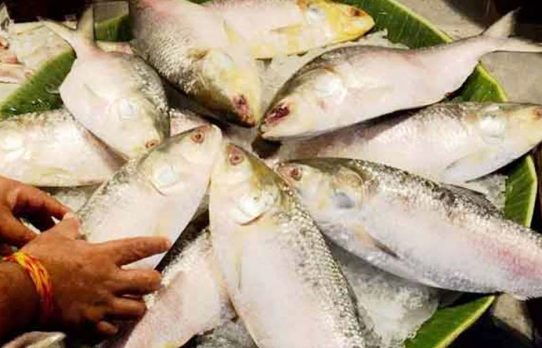 ভারত থেকে দুই মাসে বাংলাদেশে ইলিশ এসেছে ৫০০ টন