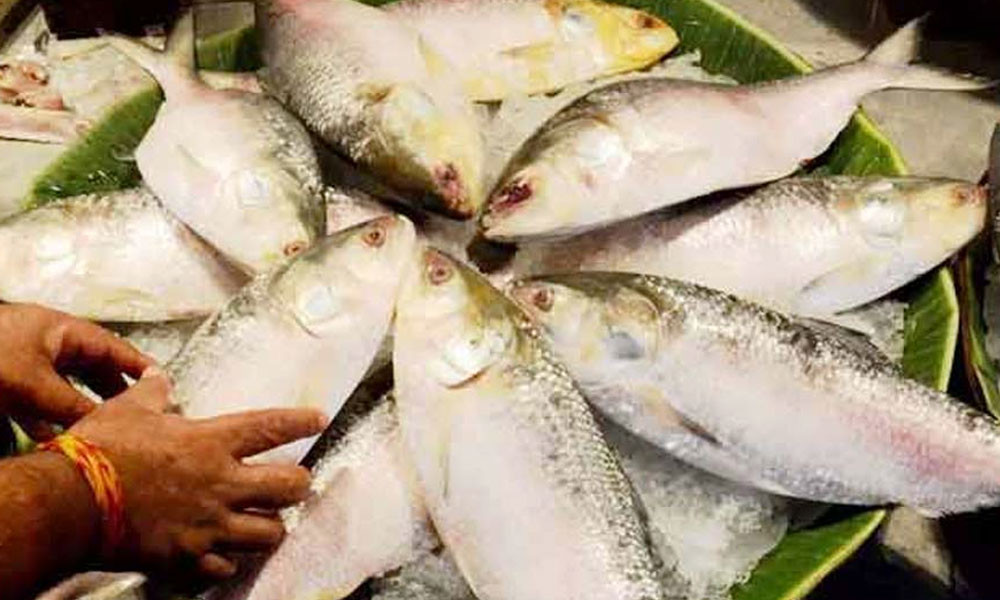 ভারত থেকে দুই মাসে বাংলাদেশে ইলিশ এসেছে ৫০০ টন