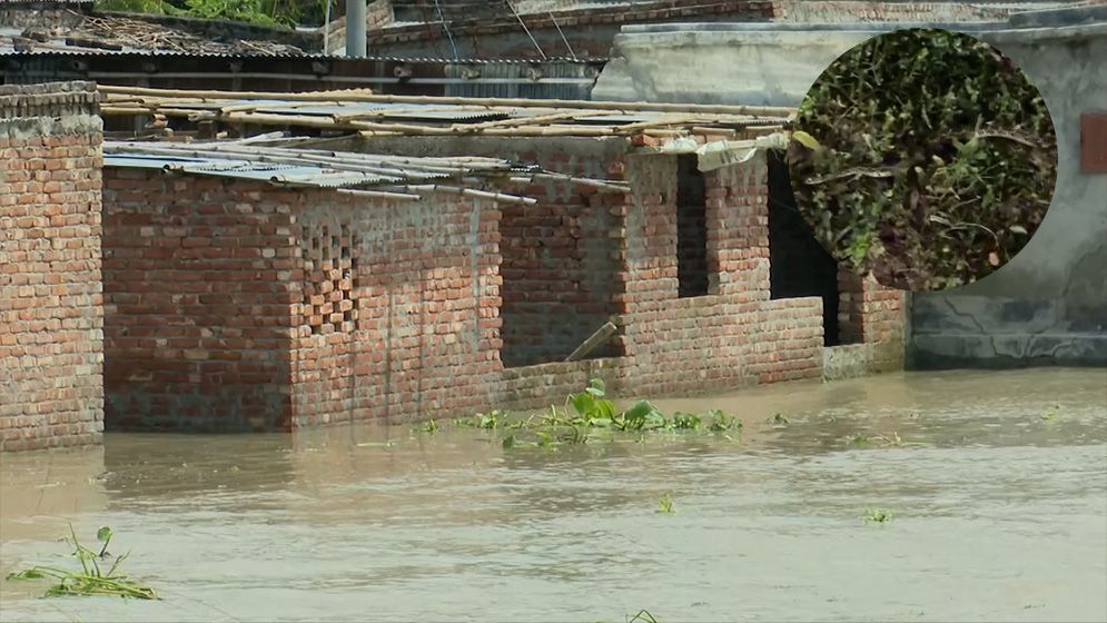উজানের ঢলে ভেসে আসছে বিষধর সাপ, আতঙ্কে রাজশাহীর পানিবন্দি বাসিন্দারা