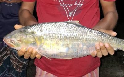 জালে ধরা পড়লো আড়াই কেজি ওজনের রাজা ইলিশ